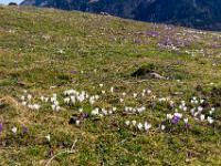 Krokusbedeckte Wiese auf der Daffnerwaldalm